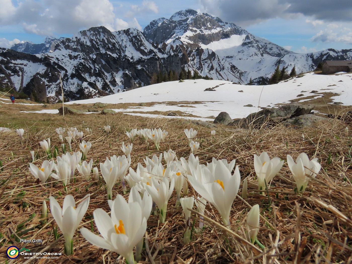 64 Monte Campo, i crocus, l'Arera.JPG